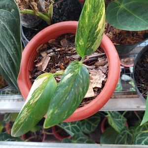 MONSTERA STANDLEYANA YELLOW VARIEGATED